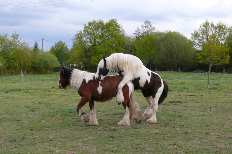 archy - New Pics P12 : Cairnview Archy, 4 ans 7 mois!!!! - Page 6 P1150430