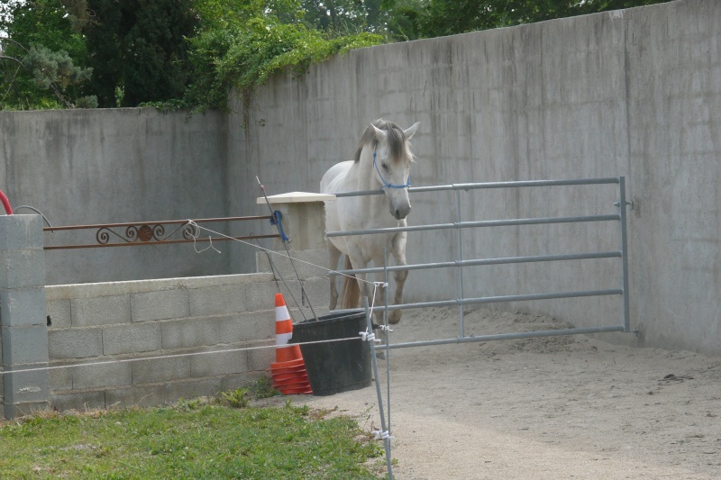 archy - New Pics P12 : Cairnview Archy, 4 ans 7 mois!!!! - Page 6 P1150512