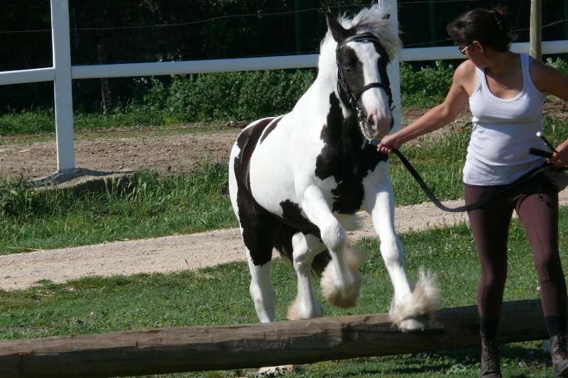 archy - New Pics P12 : Cairnview Archy, 4 ans 7 mois!!!! - Page 6 P1160220