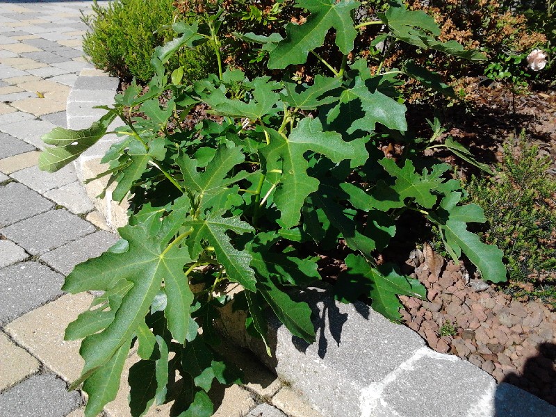 Piccolo Ficus Carica 2012-023