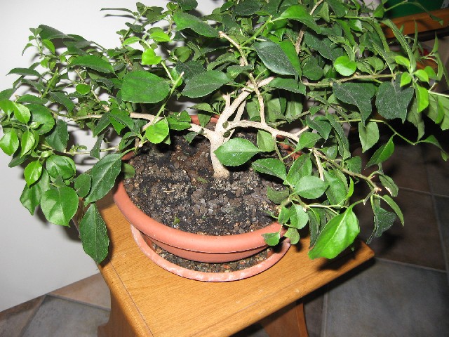 Bouganville (forse bonsai tra qualche anno) - Pagina 2 Img_5117