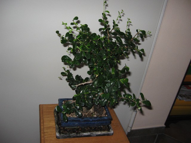 Carmona....il mio primo bonsai Img_5123