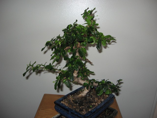 Carmona....il mio primo bonsai Img_5214