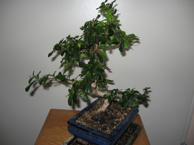 Carmona....il mio primo bonsai Img_5215