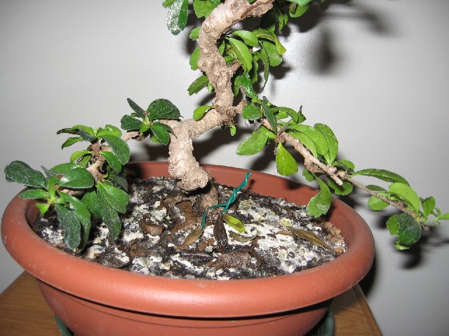 Carmona....il mio primo bonsai Img_5620