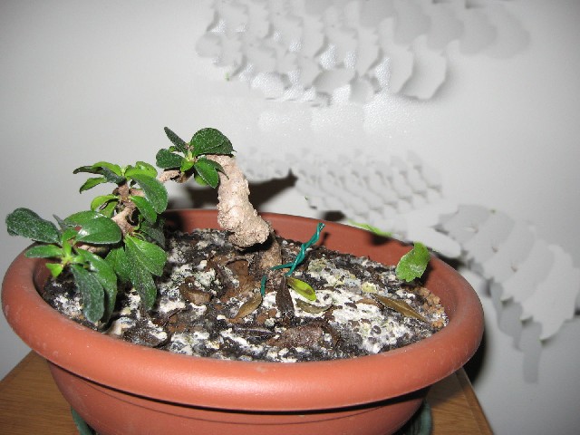 Carmona....il mio primo bonsai Img_5626