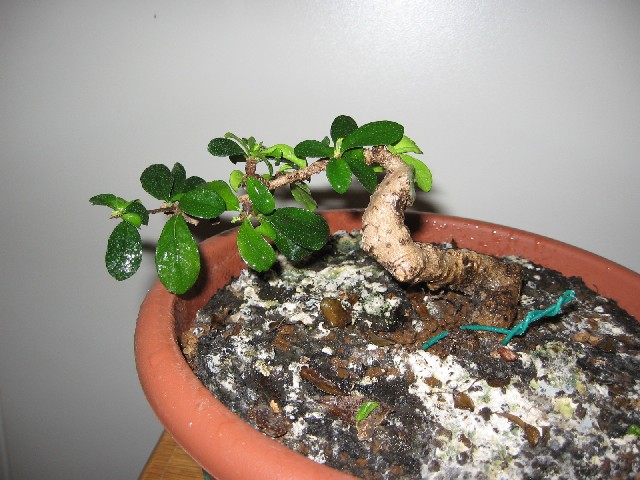 Carmona....il mio primo bonsai - Pagina 2 Img_5628