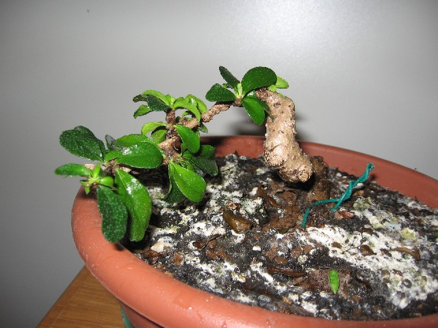 Carmona....il mio primo bonsai - Pagina 2 Img_5629