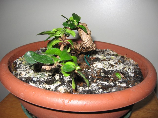 Carmona....il mio primo bonsai - Pagina 2 Img_5630