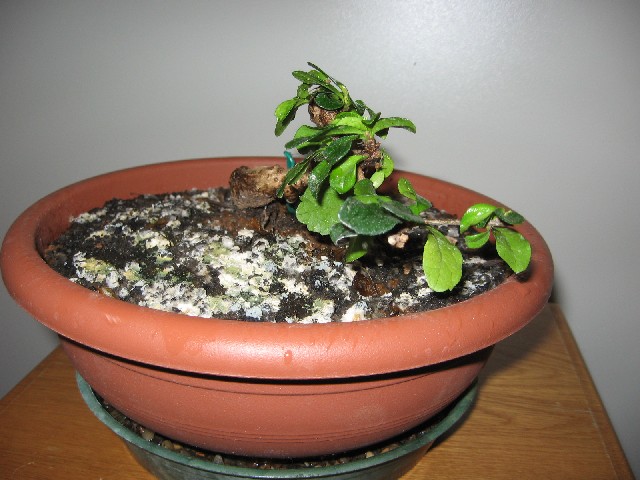 Carmona....il mio primo bonsai - Pagina 2 Img_5631