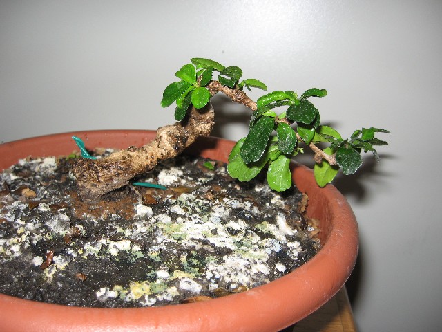 Carmona....il mio primo bonsai - Pagina 2 Img_5632