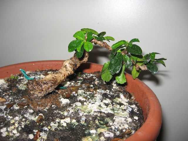 Carmona....il mio primo bonsai - Pagina 2 Img_5633