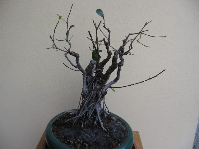 Ficus retusa con radici aeree Img_6111