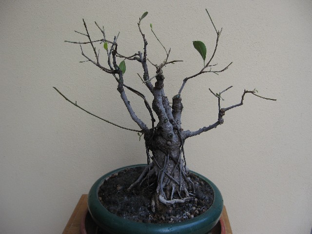Ficus retusa con radici aeree Img_6112