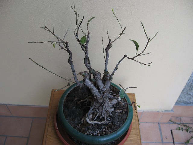 Ficus retusa con radici aeree Img_6114