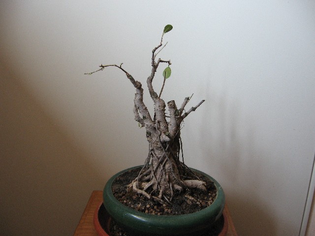 Ficus retusa con radici aeree - Pagina 2 Img_6130