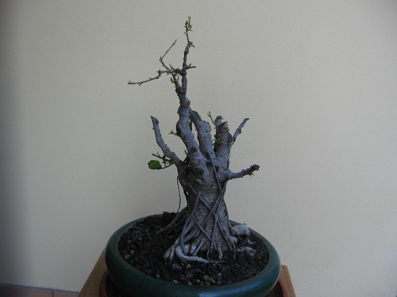 Ficus retusa con radici aeree - Pagina 2 Img_6226