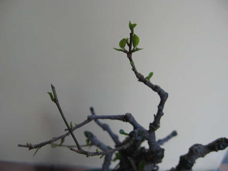 Ficus retusa con radici aeree - Pagina 2 Img_6229