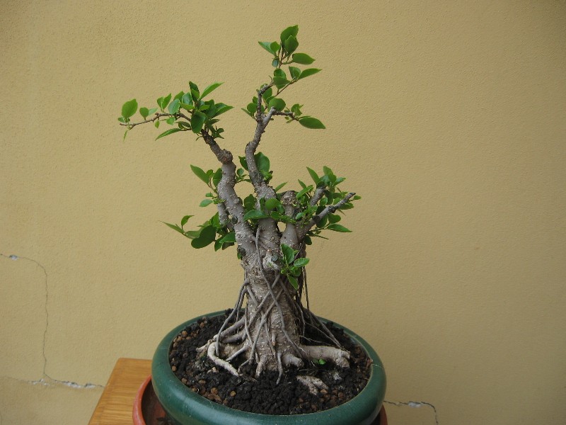 Ficus retusa con radici aeree - Pagina 2 Img_6415
