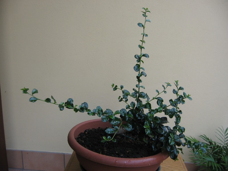 Carmona....il mio primo bonsai - Pagina 3 Img_6918