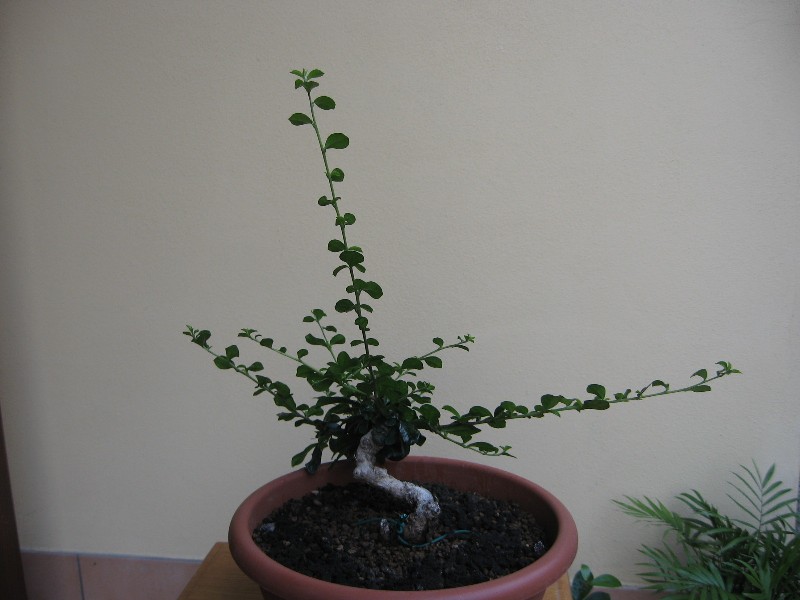 Carmona....il mio primo bonsai - Pagina 3 Img_6921