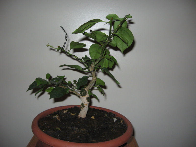 Bouganville (forse bonsai tra qualche anno) - Pagina 4 Img_8010