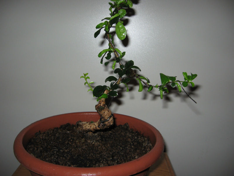 Carmona....il mio primo bonsai - Pagina 4 Img_8414