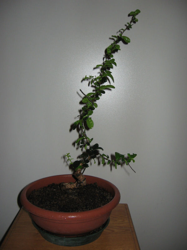 Carmona....il mio primo bonsai - Pagina 4 Img_8415