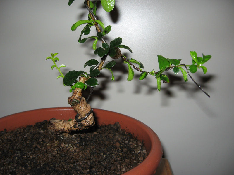 Carmona....il mio primo bonsai - Pagina 4 Img_8416