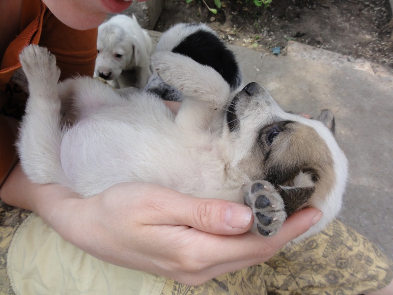 Melba, jeune chienne née en avril 2012, abandonnée à l'âge de 3 semaines. Dsc08520