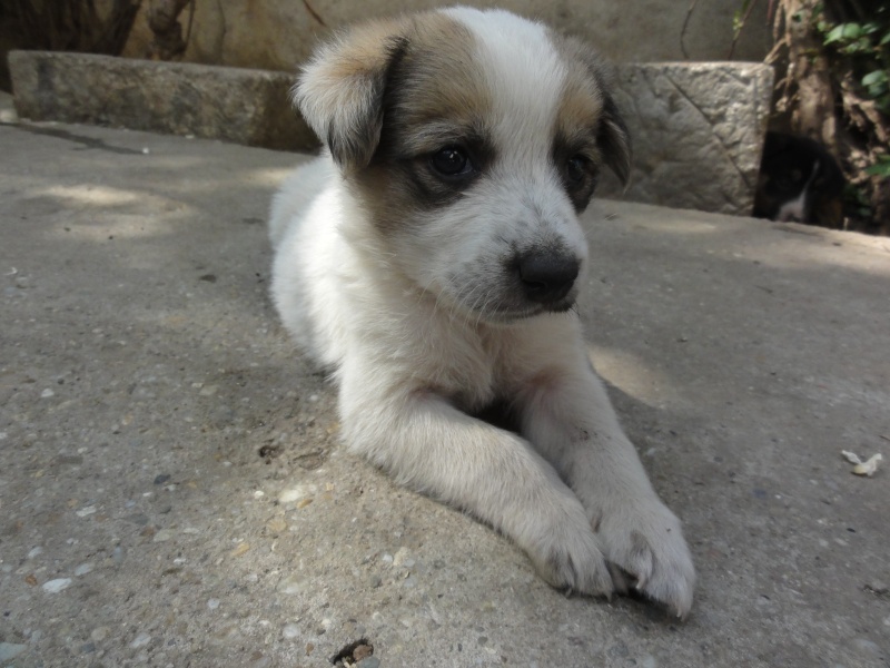 Melba, jeune chienne née en avril 2012, abandonnée à l'âge de 3 semaines. Dsc08521