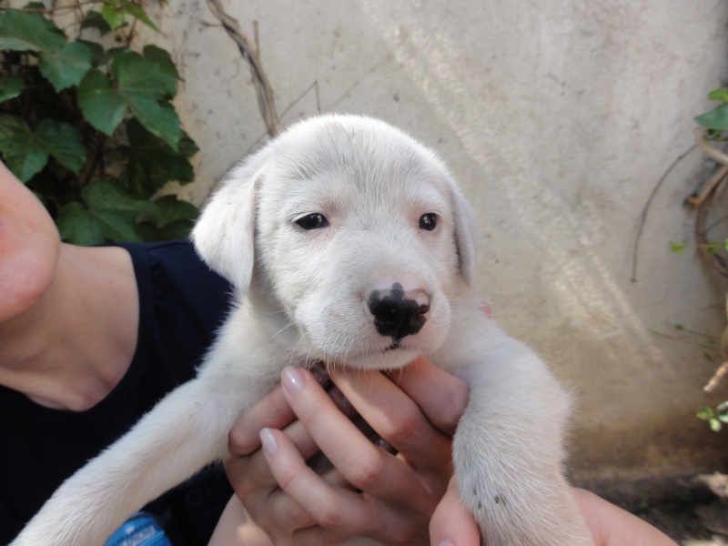 Maïa, petite chienne née en avril 2012, abandonnée à l'âge de 3 semaines Dsc08613