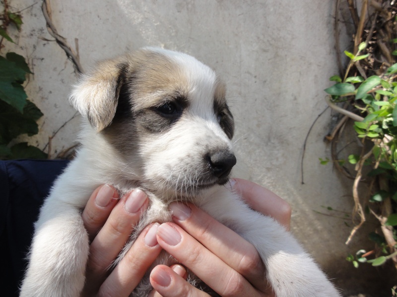 Melba, jeune chienne née en avril 2012, abandonnée à l'âge de 3 semaines. Dsc08625