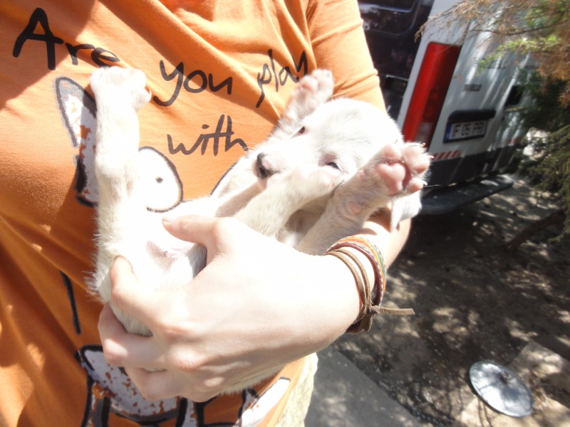 Maïa, petite chienne née en avril 2012, abandonnée à l'âge de 3 semaines Dsc08710