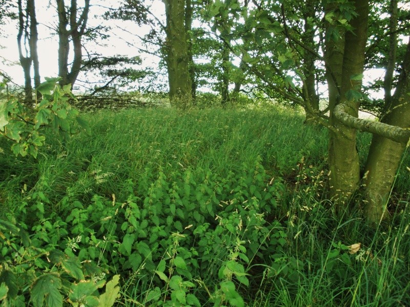 Little Painley Barrow, Gisburn, North Yorkshire. Little12