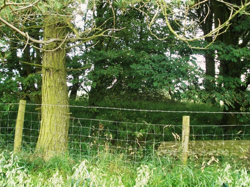 Little Painley Barrow, Gisburn, North Yorkshire. Little13