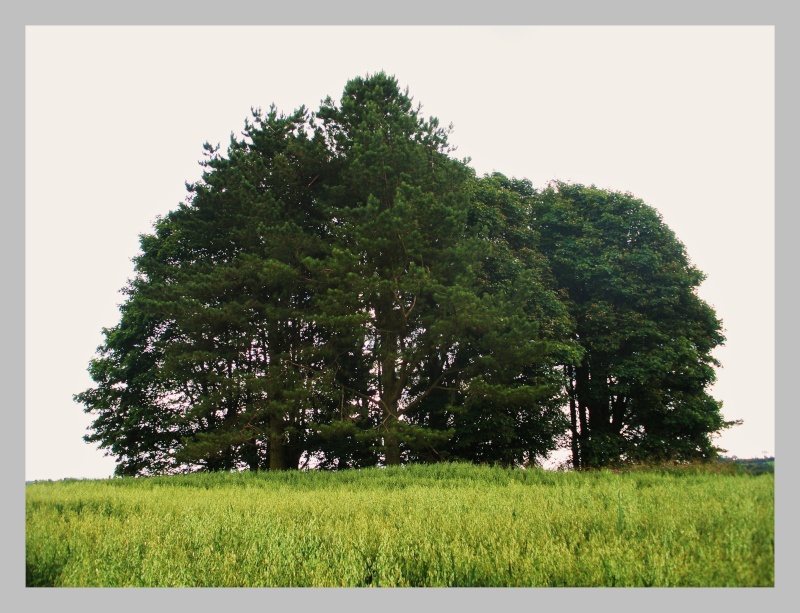 Little Painley Barrow, Gisburn, North Yorkshire. Little16