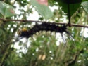 Attacidae? (Guyane) Mt_des13