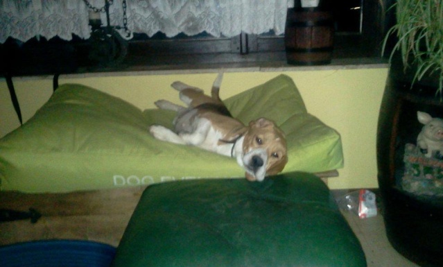 CSP - Calie, beagle de 4 ans 0010