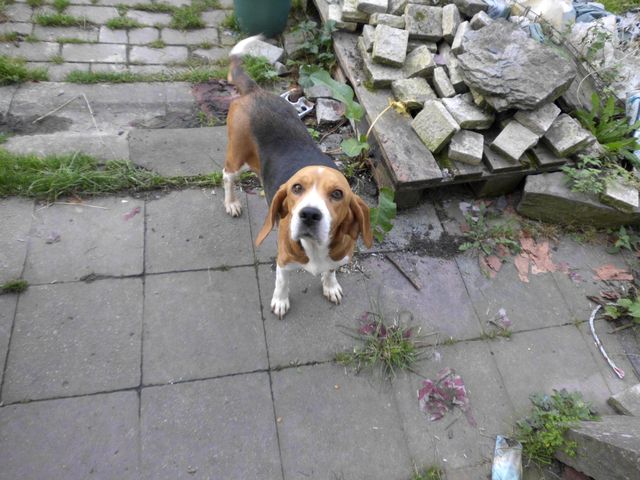 CSP - Calie, beagle de 4 ans Dsci0029