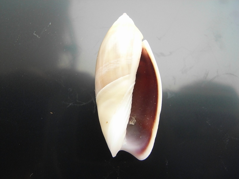 Agaronia griseoalba (Martens, 1897) 19_bis10