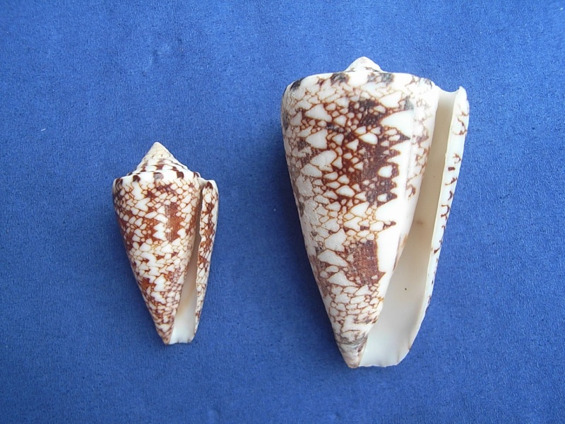 Conus (Leptoconus) locumtenens - Blumenbach, 1791 Conus_14