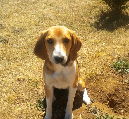 FOXY, beagle harrier femelle, 10 mois (01) 18527311