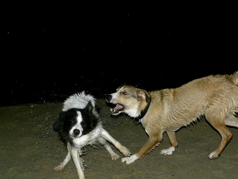 Mon chien me grogne et me montre les dents  Rtouch10