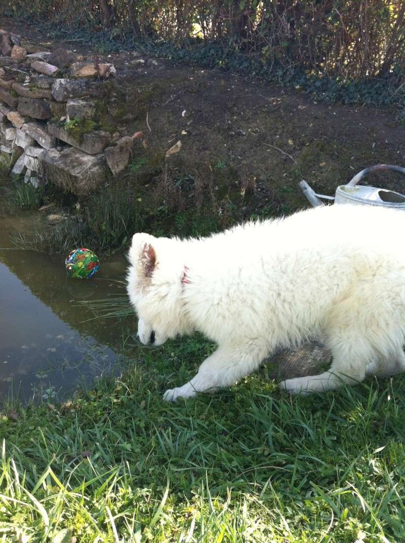 Ghana, un mouton qui abboie! Berger Blanc Suisse Img_0420