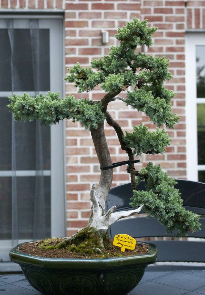 Juniperus squamata (cadeau d'anniversaire) Junip_10
