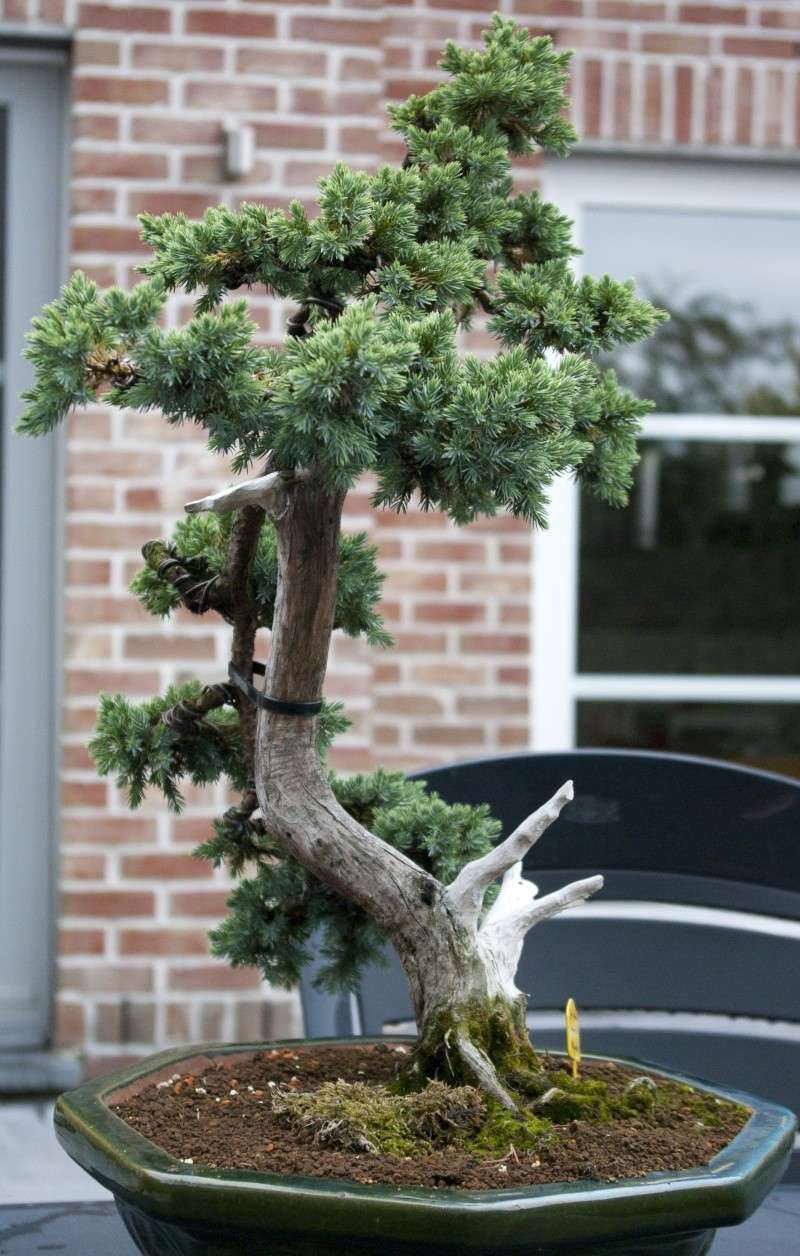 Juniperus squamata (cadeau d'anniversaire) Junip_11