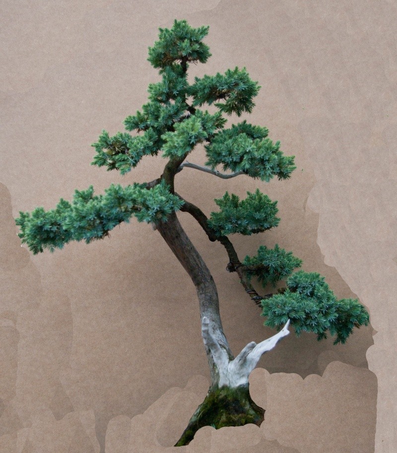 Juniperus squamata (cadeau d'anniversaire) Junip_16