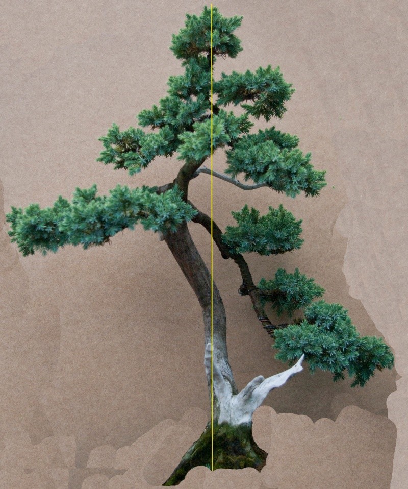 Juniperus squamata (cadeau d'anniversaire) Junip_17
