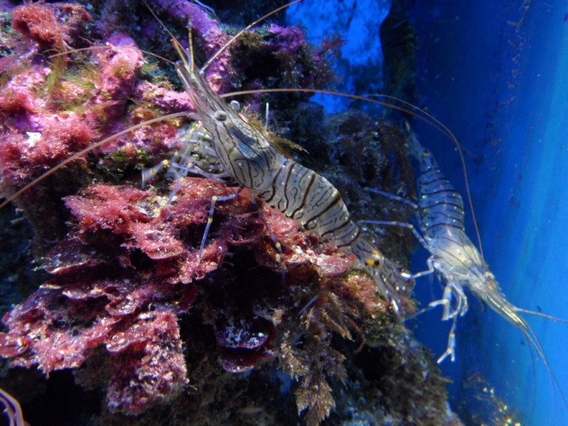 une beauté aquatique : l'aquarium de monaco !!!! Sam_1017